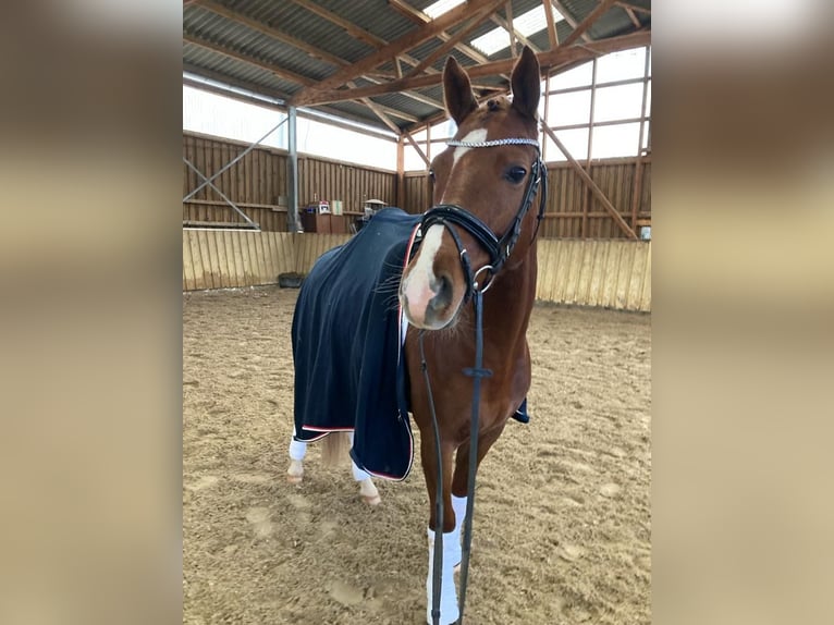 Deutsches Reitpony Wallach 5 Jahre in Neuenkirchen