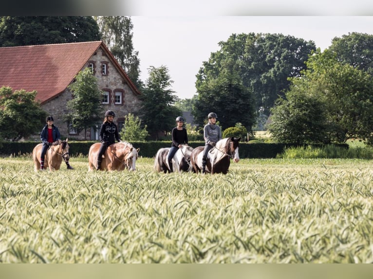 Deutsches Reitpony Mix Wallach 5 Jahre in Bad Laer