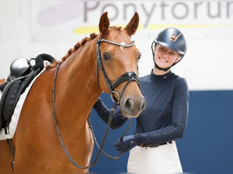 Deutsches Reitpony Wallach 5 Jahre Fuchs in Marsberg