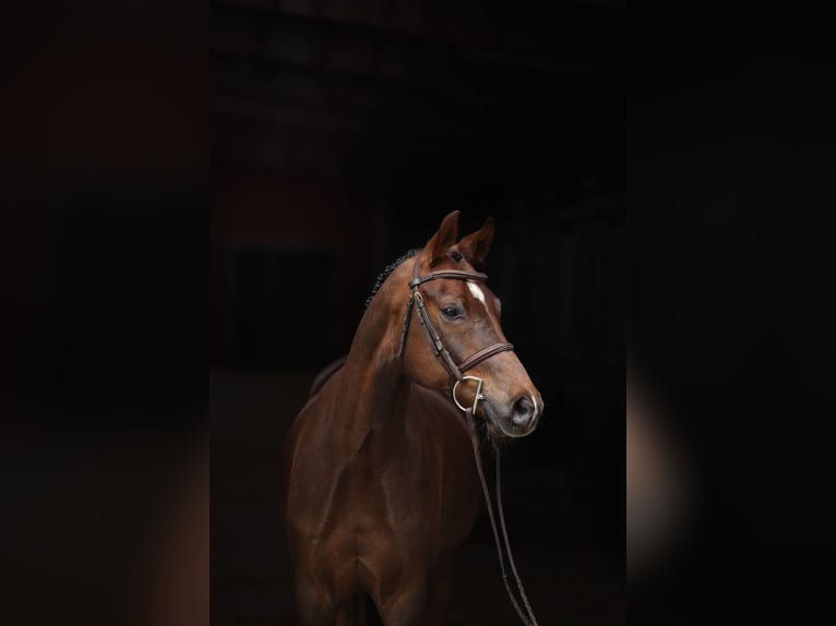Deutsches Reitpony Wallach 5 Jahre Fuchs in Visbek