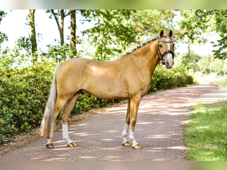 Deutsches Reitpony Wallach 5 Jahre Palomino in Rastede