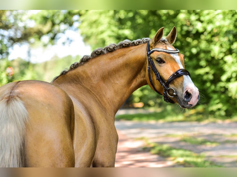 Deutsches Reitpony Wallach 5 Jahre Palomino in Rastede