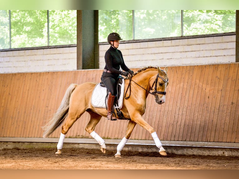 Deutsches Reitpony Wallach 5 Jahre Palomino in Rastede