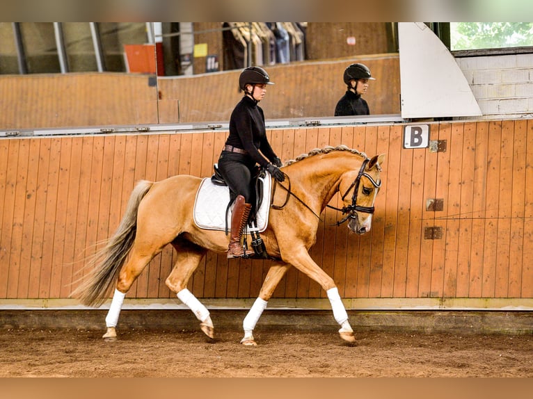 Deutsches Reitpony Wallach 5 Jahre Palomino in Rastede
