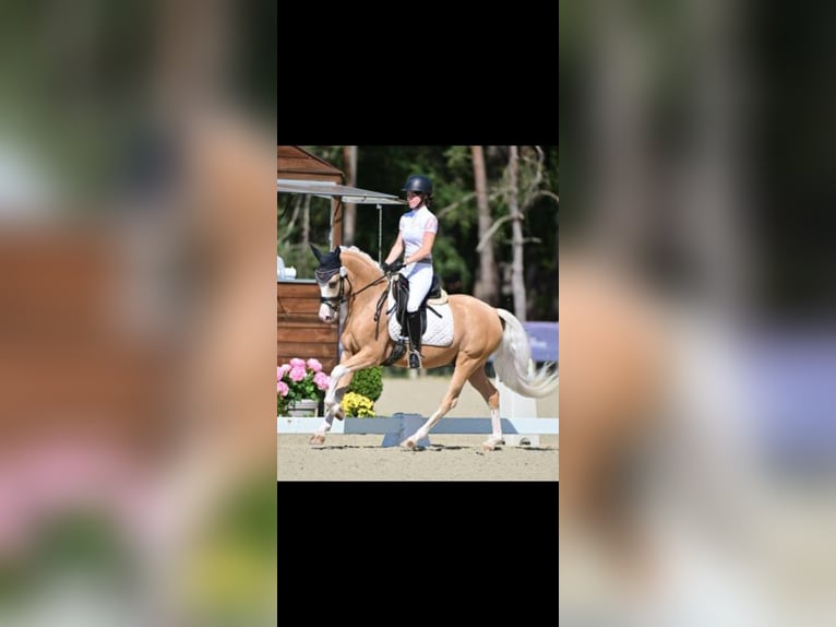 Deutsches Reitpony Wallach 5 Jahre Palomino in Saizerais