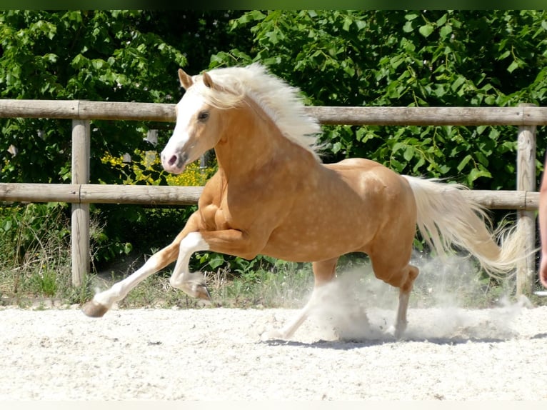 Deutsches Reitpony Wallach 5 Jahre Palomino in Saizerais