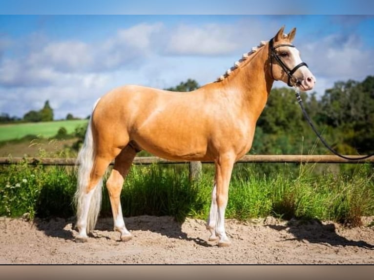 Deutsches Reitpony Wallach 5 Jahre Palomino in Saizerais