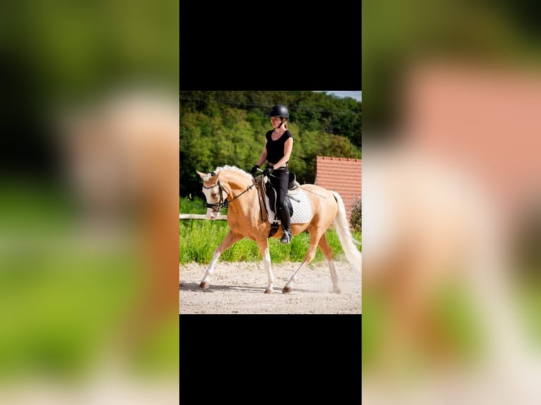 Deutsches Reitpony Wallach 5 Jahre Palomino in Saizerais