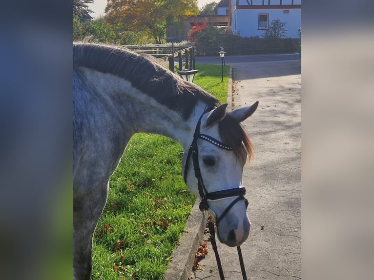 Deutsches Reitpony Wallach 5 Jahre Schimmel in Haunetal