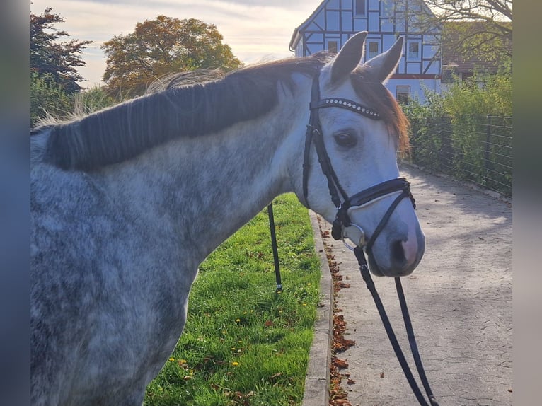 Deutsches Reitpony Wallach 5 Jahre Schimmel in Haunetal