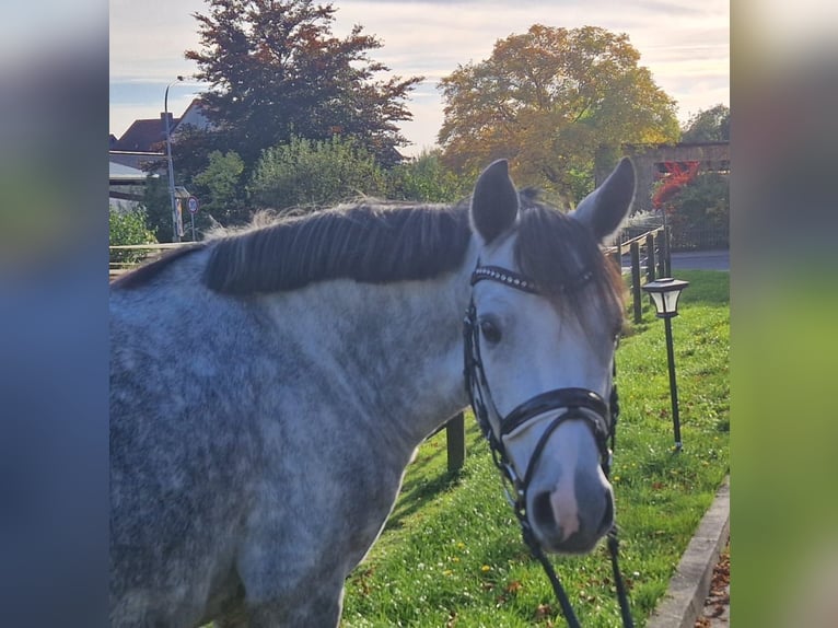 Deutsches Reitpony Wallach 5 Jahre Schimmel in Haunetal