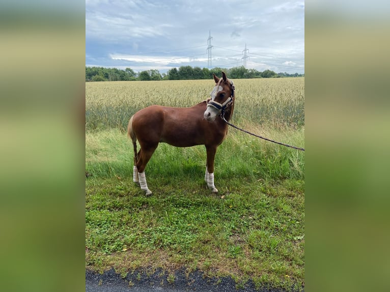 Deutsches Reitpony Wallach 6 Jahre 121 cm Fuchs in Geeste