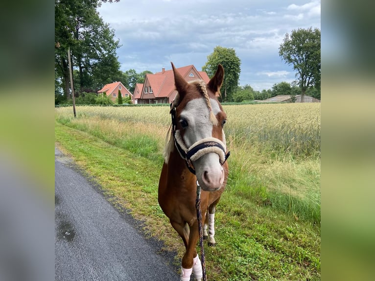 Deutsches Reitpony Wallach 6 Jahre 121 cm Fuchs in Geeste