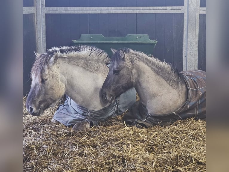 Deutsches Reitpony Mix Wallach 6 Jahre 132 cm Falbe in Gevelsberg