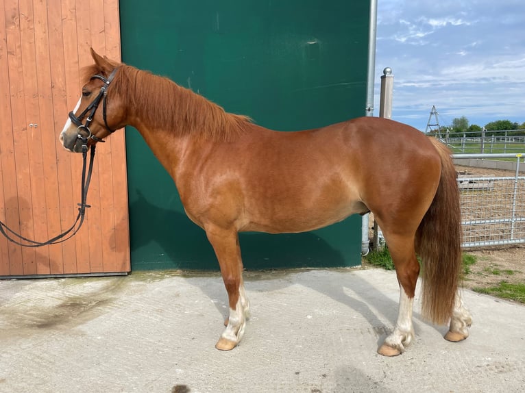 Deutsches Reitpony Mix Wallach 6 Jahre 134 cm Fuchs in FehmarnWulfen