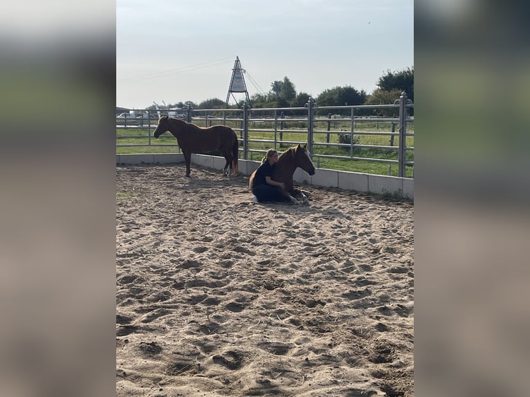 Deutsches Reitpony Mix Wallach 6 Jahre 134 cm Fuchs in FehmarnWulfen