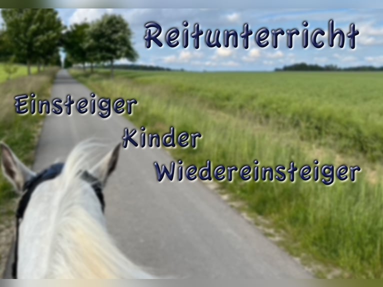 Deutsches Reitpony Wallach 6 Jahre 135 cm Schecke in Ecklingerode Deutsches Reitpony Wallach 6 Jahre 135 cm Schecke in Ecklingerode
