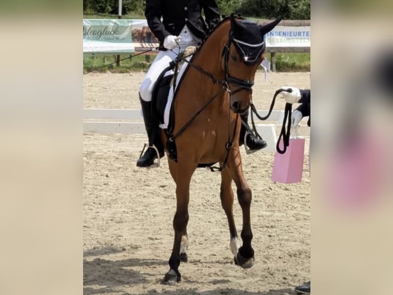 Deutsches Reitpony Wallach 6 Jahre 137 cm Brauner in Neumünster