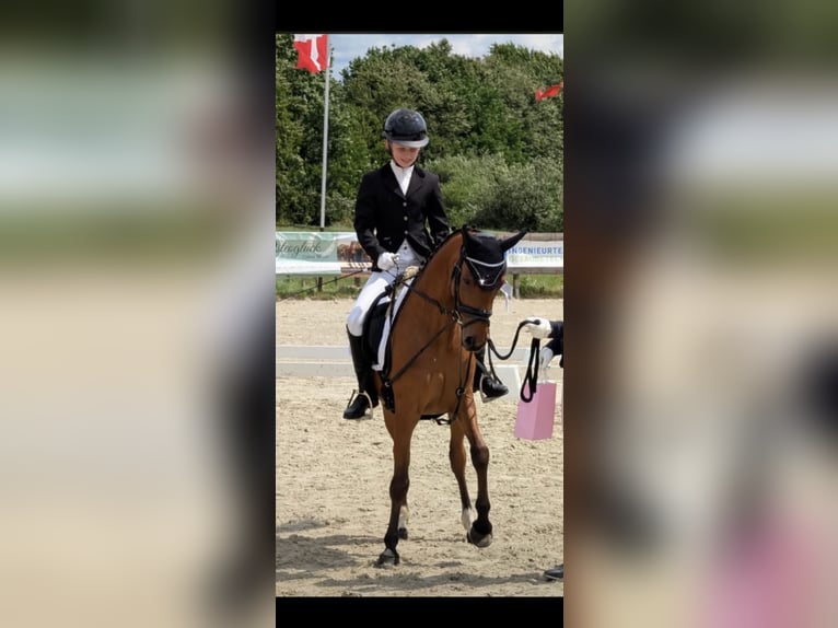Deutsches Reitpony Wallach 6 Jahre 137 cm Brauner in Neumünster