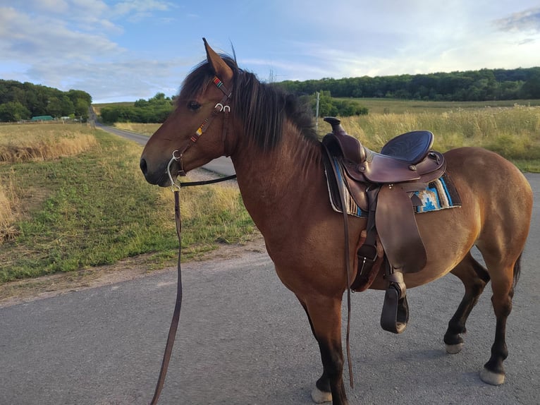 Deutsches Reitpony Mix Wallach 6 Jahre 138 cm Dunkelbrauner in Erfurt