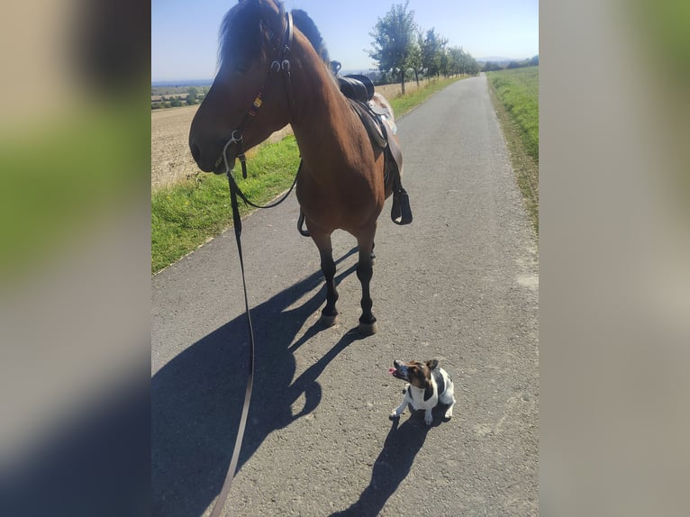 Deutsches Reitpony Mix Wallach 6 Jahre 138 cm Dunkelbrauner in Erfurt