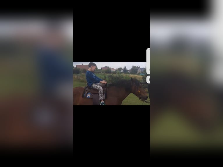 Deutsches Reitpony Mix Wallach 6 Jahre 138 cm Dunkelbrauner in Erfurt