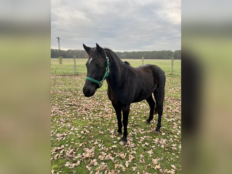 Deutsches Reitpony Wallach 6 Jahre 138 cm Rappe in Roggentin