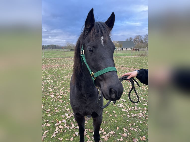 Deutsches Reitpony Wallach 6 Jahre 138 cm Rappe in Roggentin