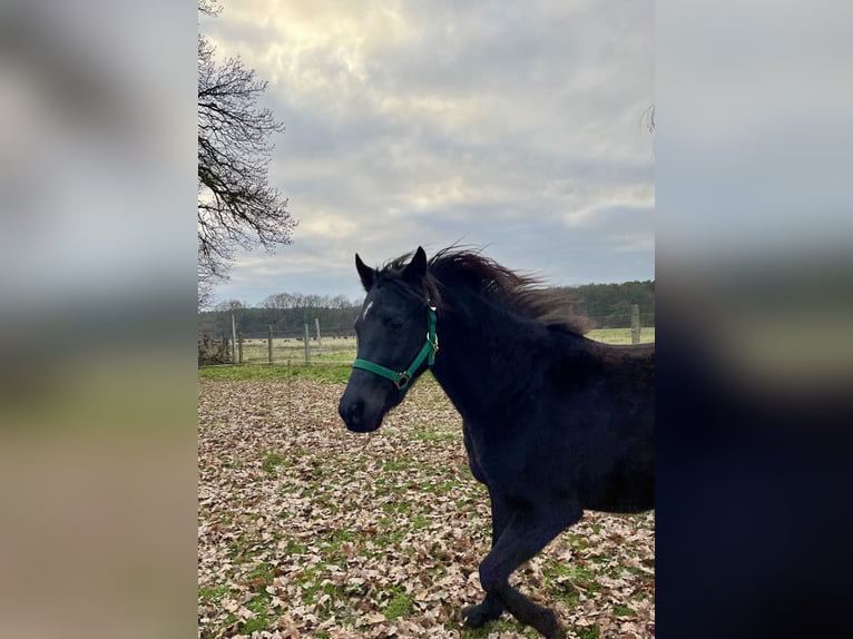 Deutsches Reitpony Wallach 6 Jahre 138 cm Rappe in Roggentin