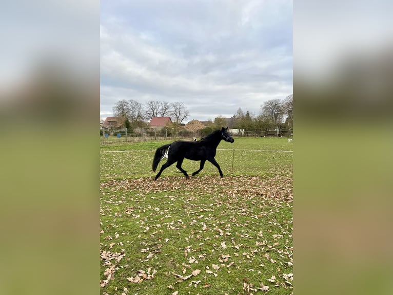 Deutsches Reitpony Wallach 6 Jahre 138 cm Rappe in Roggentin