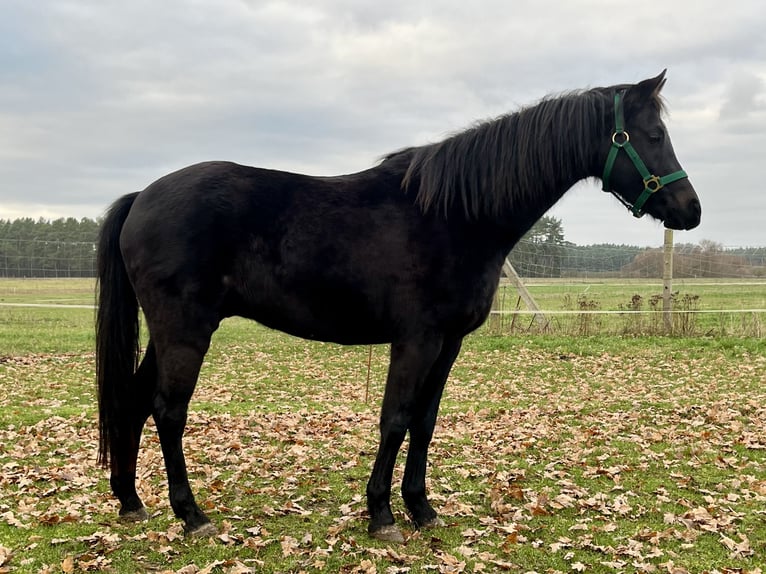 Deutsches Reitpony Wallach 6 Jahre 138 cm Rappe in Roggentin