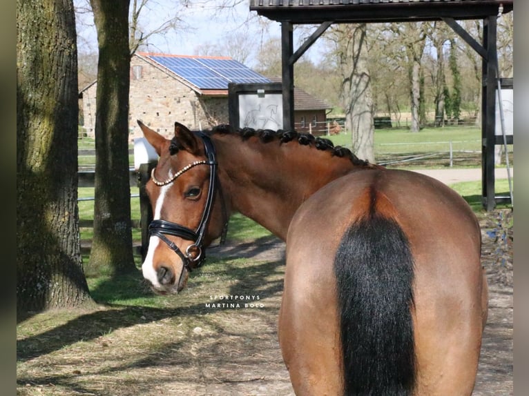 Deutsches Reitpony Wallach 6 Jahre 139 cm Brauner in Recke, bei Osnabrück