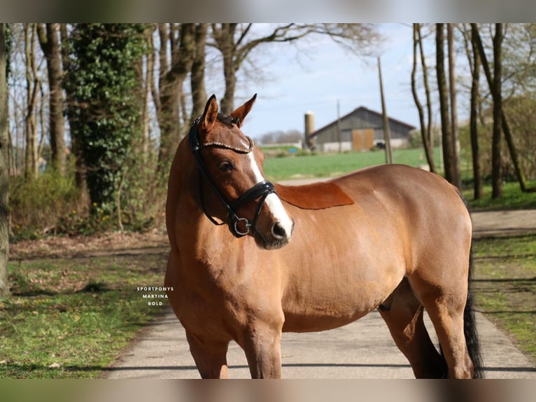 Deutsches Reitpony Wallach 6 Jahre 139 cm Brauner in Recke, bei Osnabrück