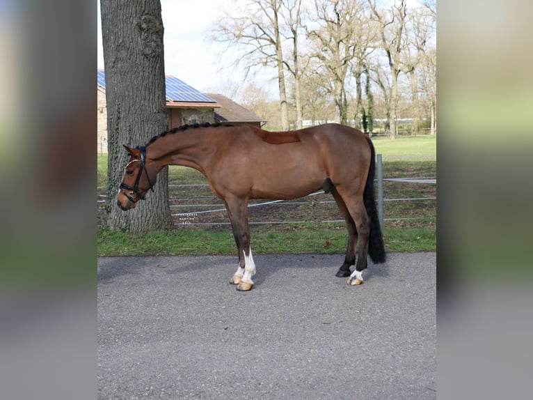 Deutsches Reitpony Wallach 6 Jahre 139 cm Brauner in Recke, bei Osnabrück