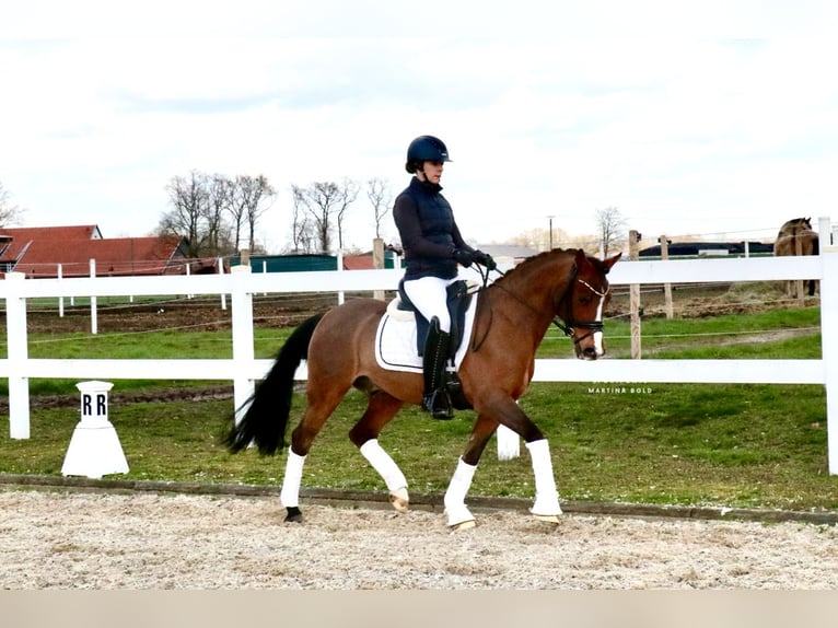 Deutsches Reitpony Wallach 6 Jahre 139 cm Brauner in Recke, bei Osnabrück