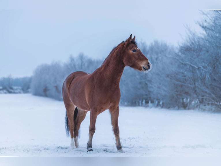 Deutsches Reitpony Wallach 6 Jahre 141 cm Hellbrauner in Wiemersdorf