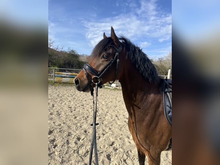 Deutsches Reitpony Wallach 6 Jahre 142 cm Brauner in Gladenbach
