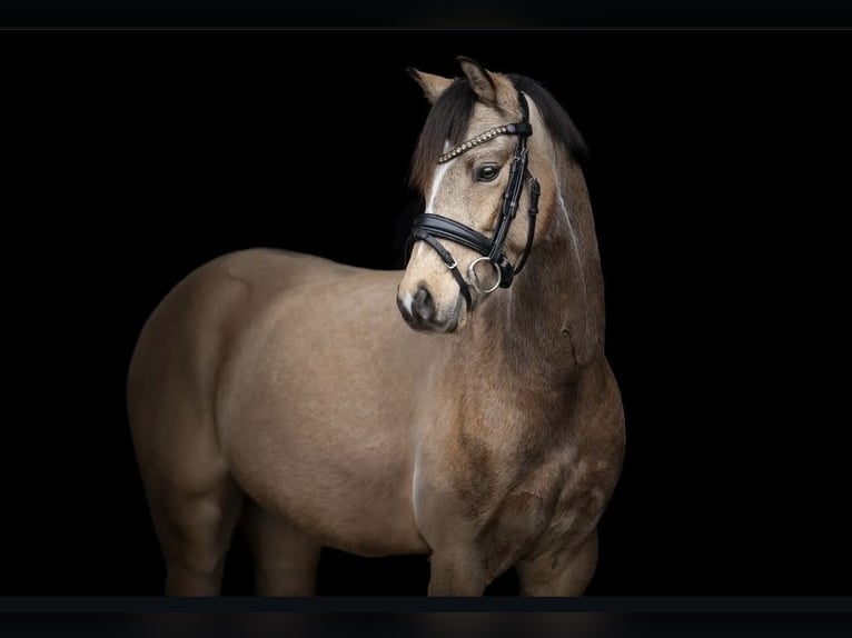 Deutsches Reitpony Wallach 6 Jahre 142 cm Buckskin in Lohmar