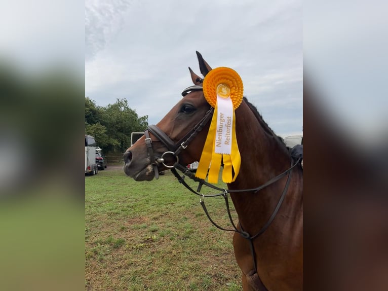 Deutsches Reitpony Wallach 6 Jahre 142 cm Dunkelbrauner in Hannover