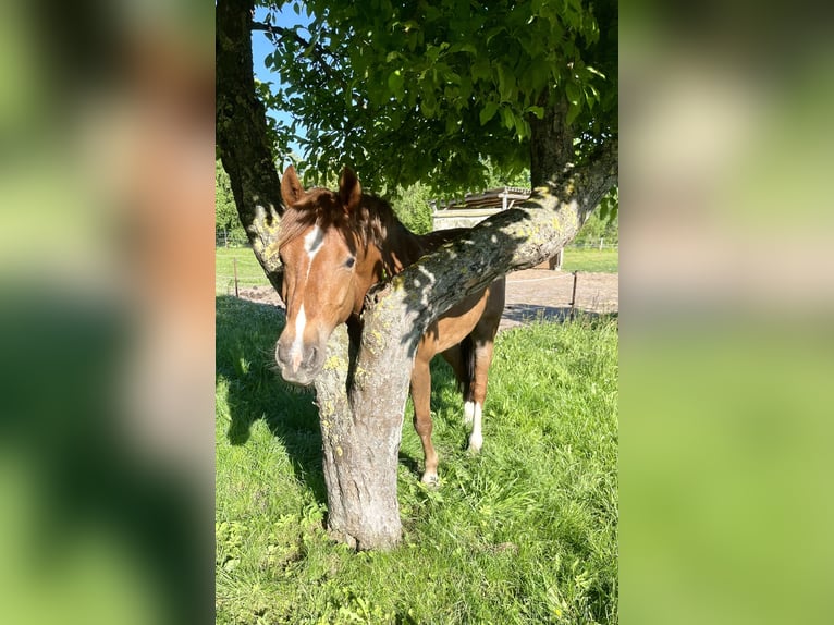 Deutsches Reitpony Wallach 6 Jahre 142 cm Fuchs in Wittstock