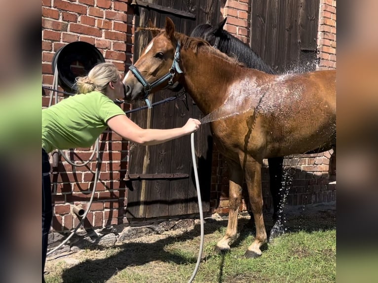 Deutsches Reitpony Wallach 6 Jahre 142 cm Fuchs in Wittstock