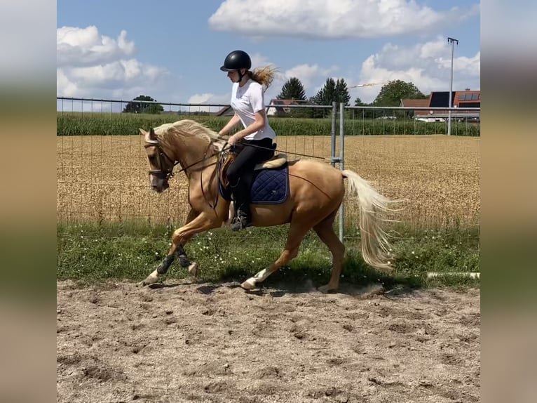 Deutsches Reitpony Mix Wallach 6 Jahre 142 cm Palomino in Deuerling