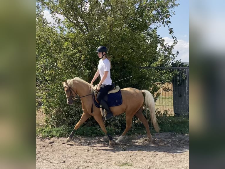 Deutsches Reitpony Mix Wallach 6 Jahre 142 cm Palomino in Deuerling