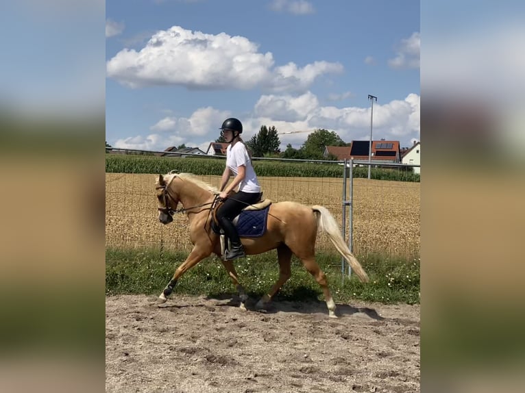 Deutsches Reitpony Mix Wallach 6 Jahre 142 cm Palomino in Deuerling