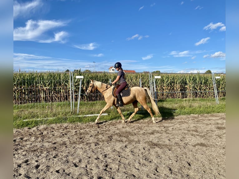 Deutsches Reitpony Mix Wallach 6 Jahre 142 cm Palomino in Deuerling