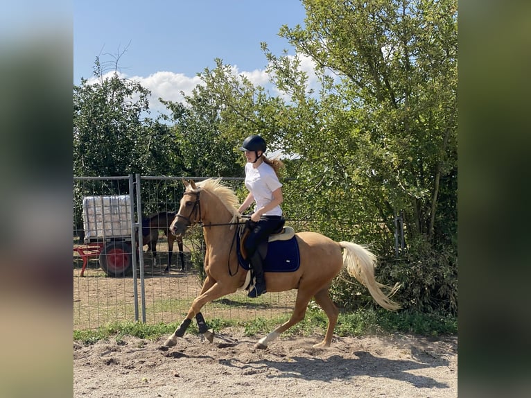 Deutsches Reitpony Mix Wallach 6 Jahre 142 cm Palomino in Deuerling