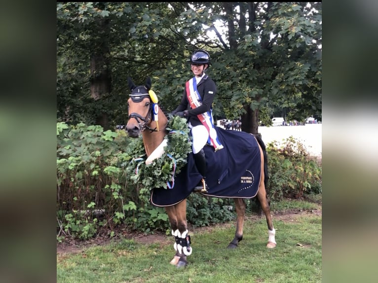 Deutsches Reitpony Wallach 6 Jahre 143 cm Buckskin in Lensahn