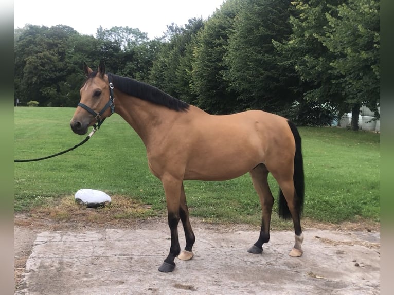 Deutsches Reitpony Wallach 6 Jahre 143 cm Buckskin in Lensahn