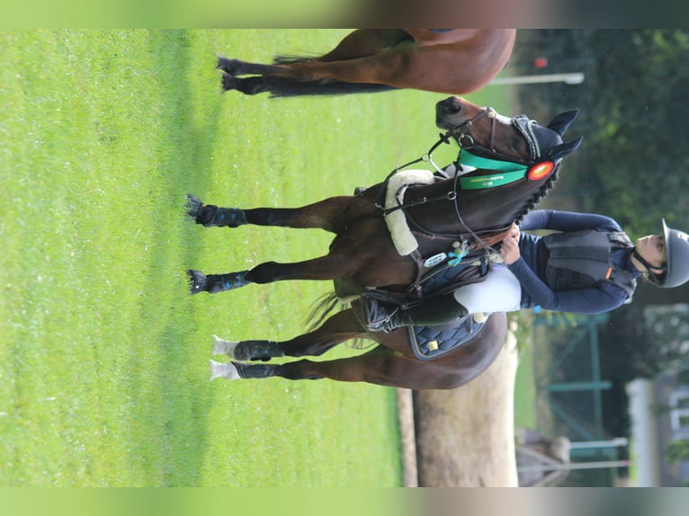 Deutsches Reitpony Wallach 6 Jahre 143 cm Dunkelbrauner in Nettetal