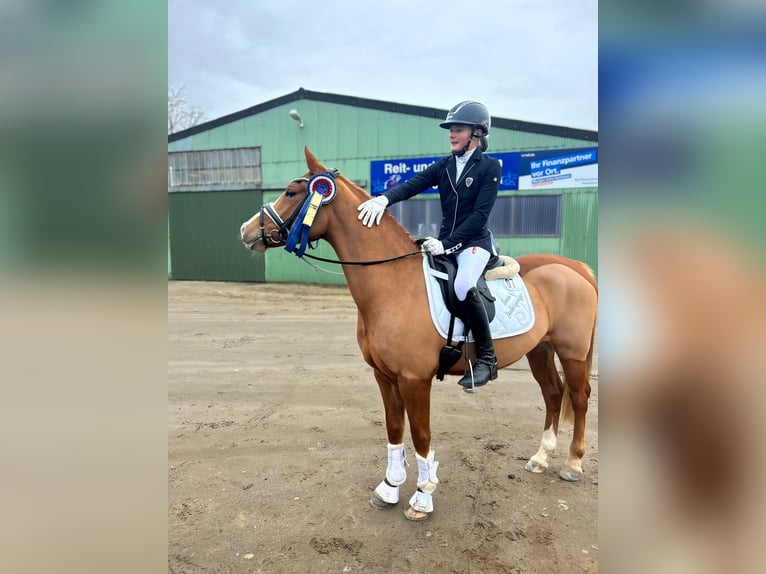 Deutsches Reitpony Wallach 6 Jahre 143 cm Fuchs in Freienwill